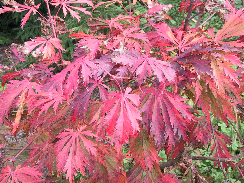 Acer japonicum Aconitifolium Herbstfaerbung1.jpg